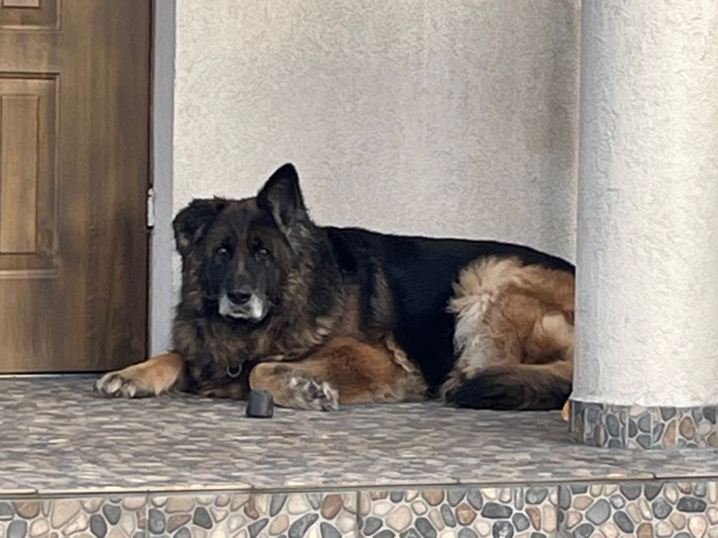 duży pies, owczarek niemiecki
